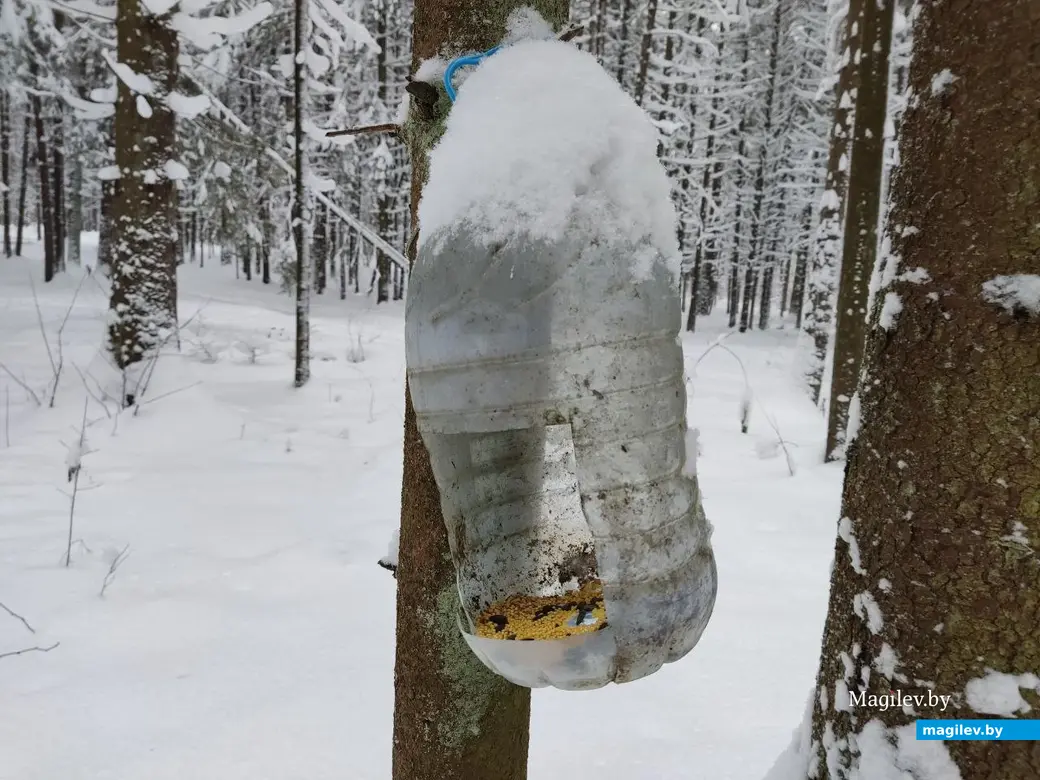 Каких только птичьих кормушек нет в Любужском лесопарке! Эту, кстати, уже не помешало бы и помыть. Могилев, 3.12.2023 г.