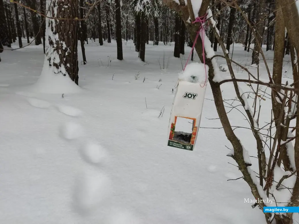 Каких только птичьих кормушек нет в Любужском лесопарке! Могилев, 3.12.2023 г.