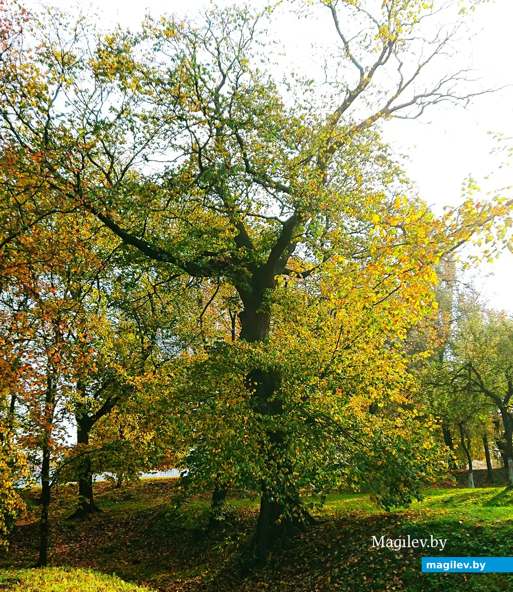 Липа у гостиницы «Могилев». Фото Александра Капенкина.