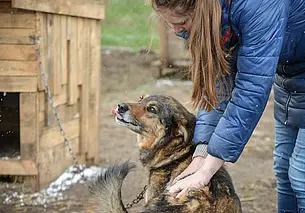Благотворительная акция в помощь бездомным животным проходит в Могилеве