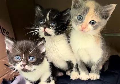 Девочка-лисичка, щенки и котята: кто ищет хозяина в Могилеве