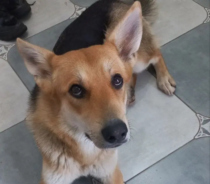 Собака девочка-лисичка.