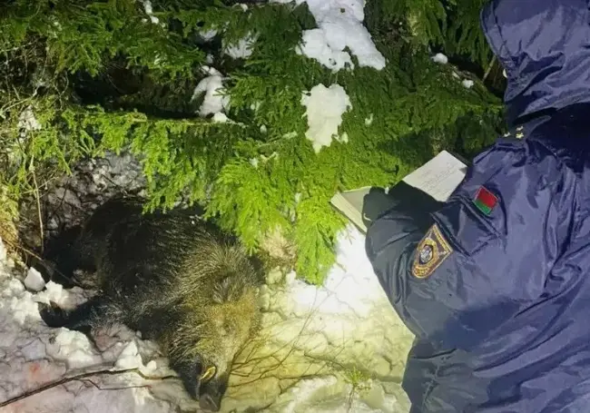В Смолевичском районе дикий кабан убил охотника
