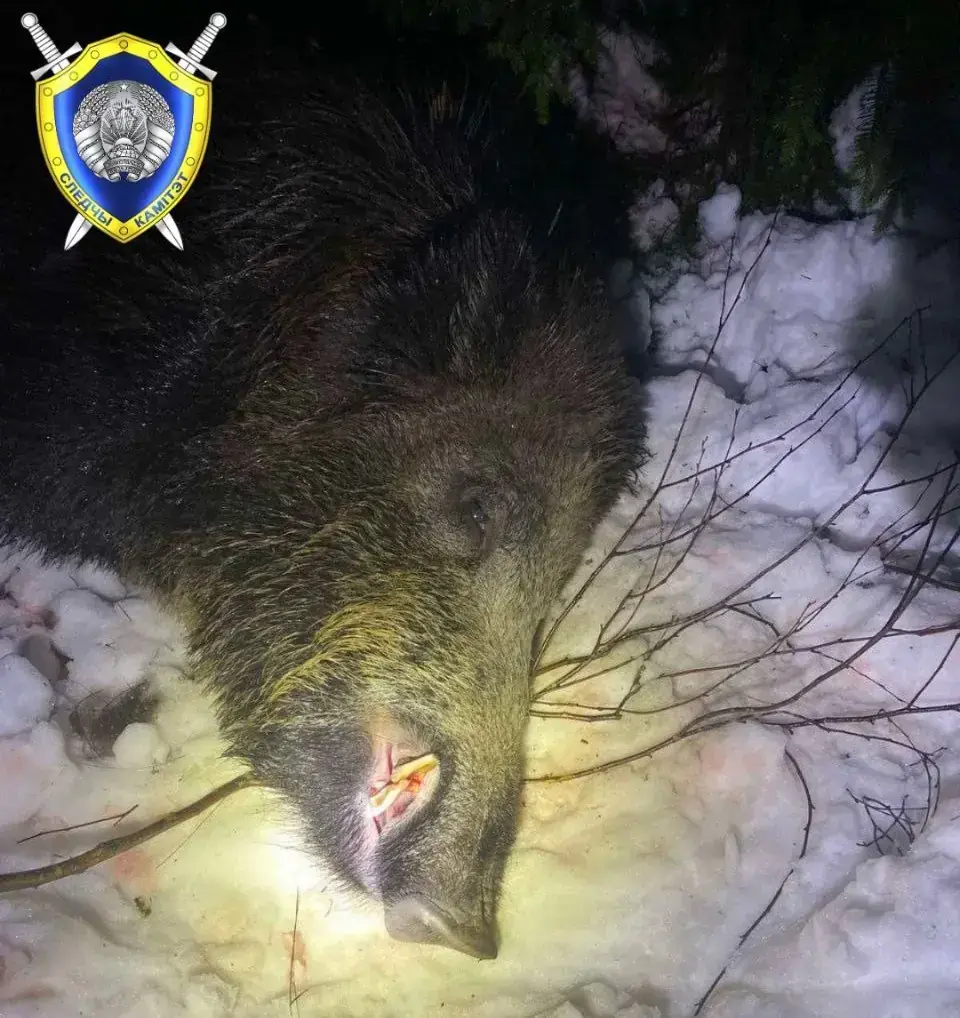 16 декабря 2023 года, Смолевичский район Минской области. Вблизи деревни Шабуни во время загонной охоты на дикого кабана погиб житель города Минска. На месте