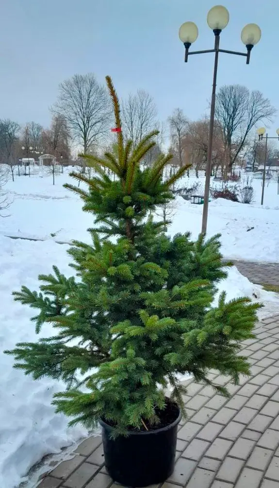 Могилевский парк Подниколья наградил победителей конкурса елочных игрушек. Декабрь 2023 года. Фото Юрия Макацария.