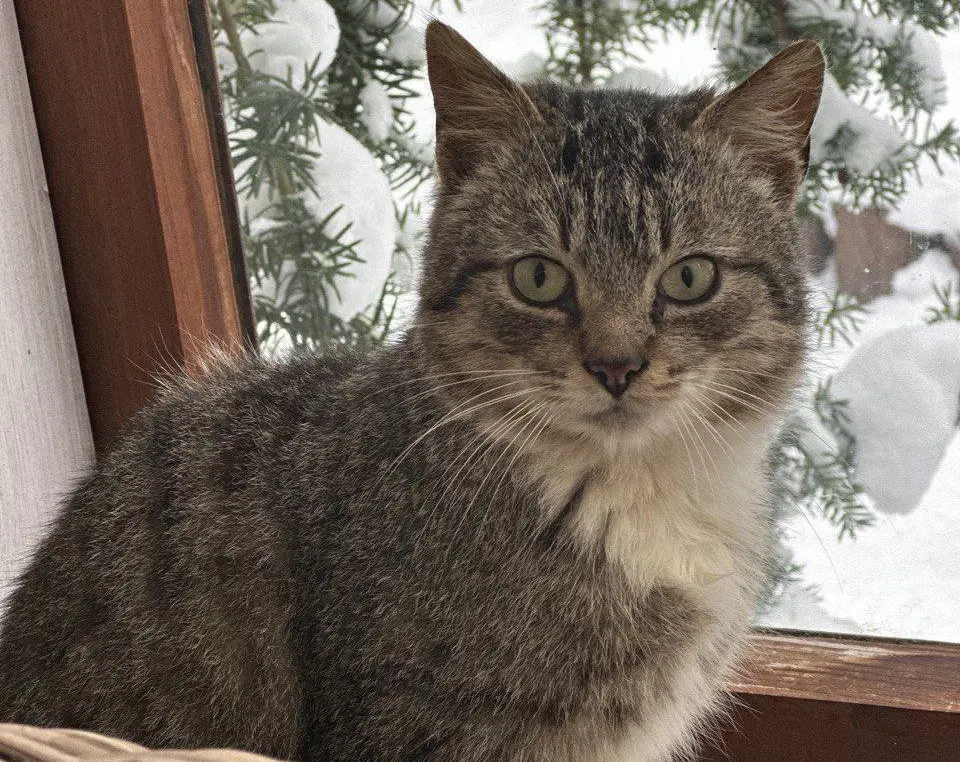 Кот безымянный джентльмен.