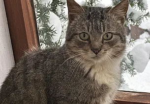 Безымянный джентльмен, найденная кошка, кот Рыжик и собака Кира: кто ищет хозяина в Могилеве