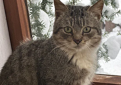 Безымянный джентльмен, найденная кошка, кот Рыжик и собака Кира: кто ищет хозяина в Могилеве