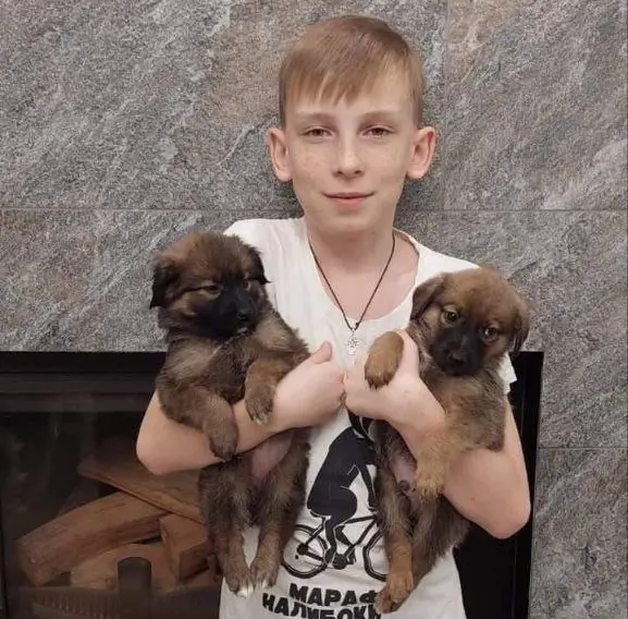 Щенки.