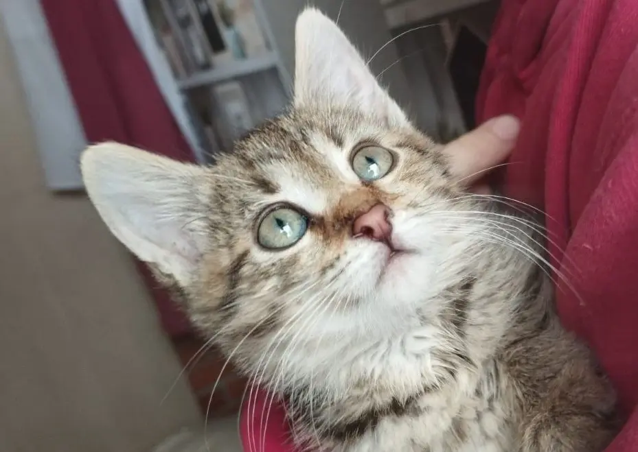 Кошка Лили.