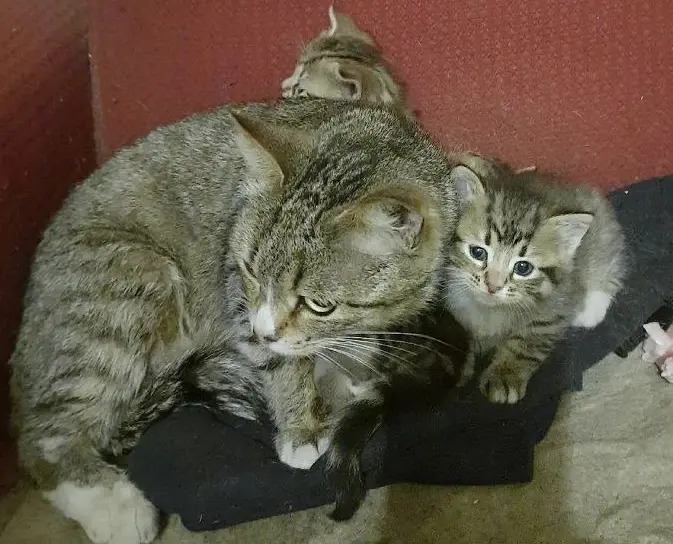 Кошка и котята.