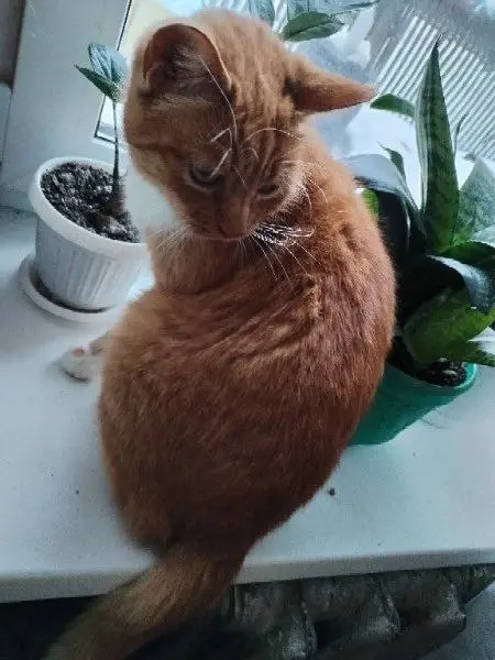 Найденная кошка.