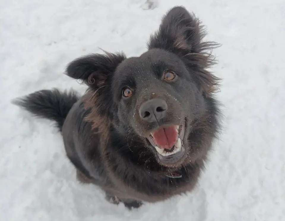 Собака Кира.