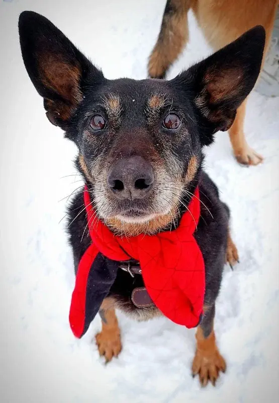 Собака Энджи.