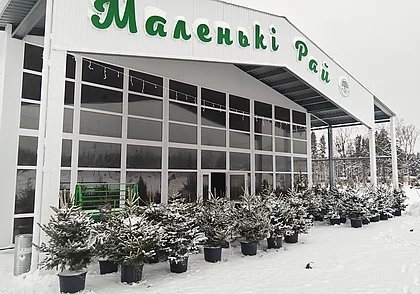 «Елок хватит на всех». «Маленькі рай» вырастил 13 гектаров новогодних деревьев