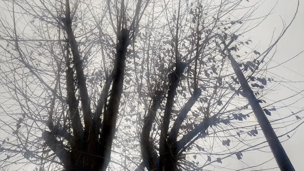 Декабрь 2023. Бобруйск. Необлетевший тополь на Социалистической.