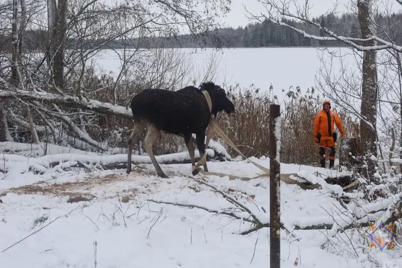 24 декабря 2023 года в Миорском районе спасатели помогли выбраться провалившемуся под лед лосю. Фото: МЧС.