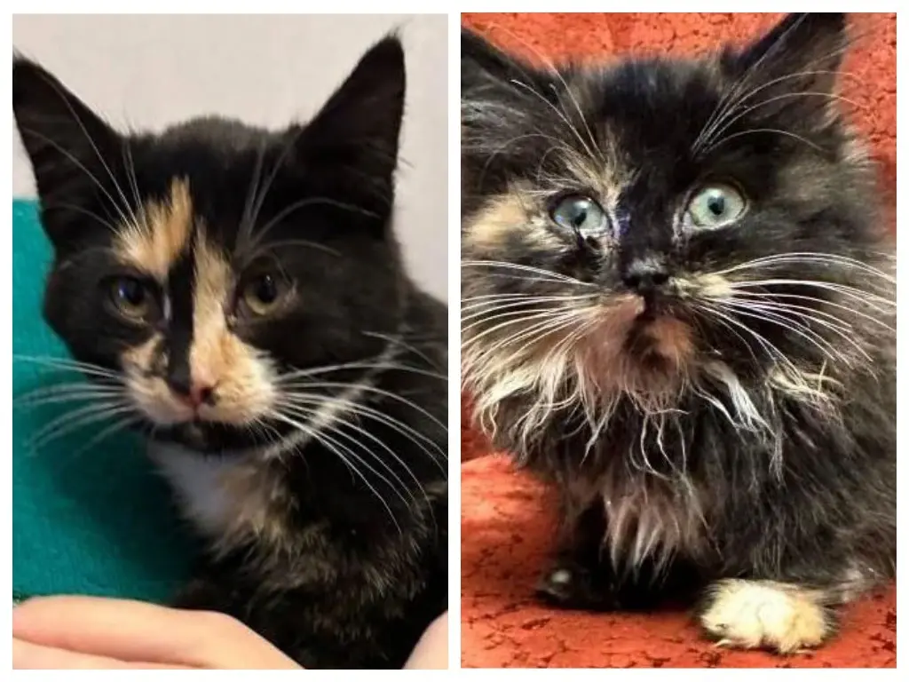 Кото-детки.