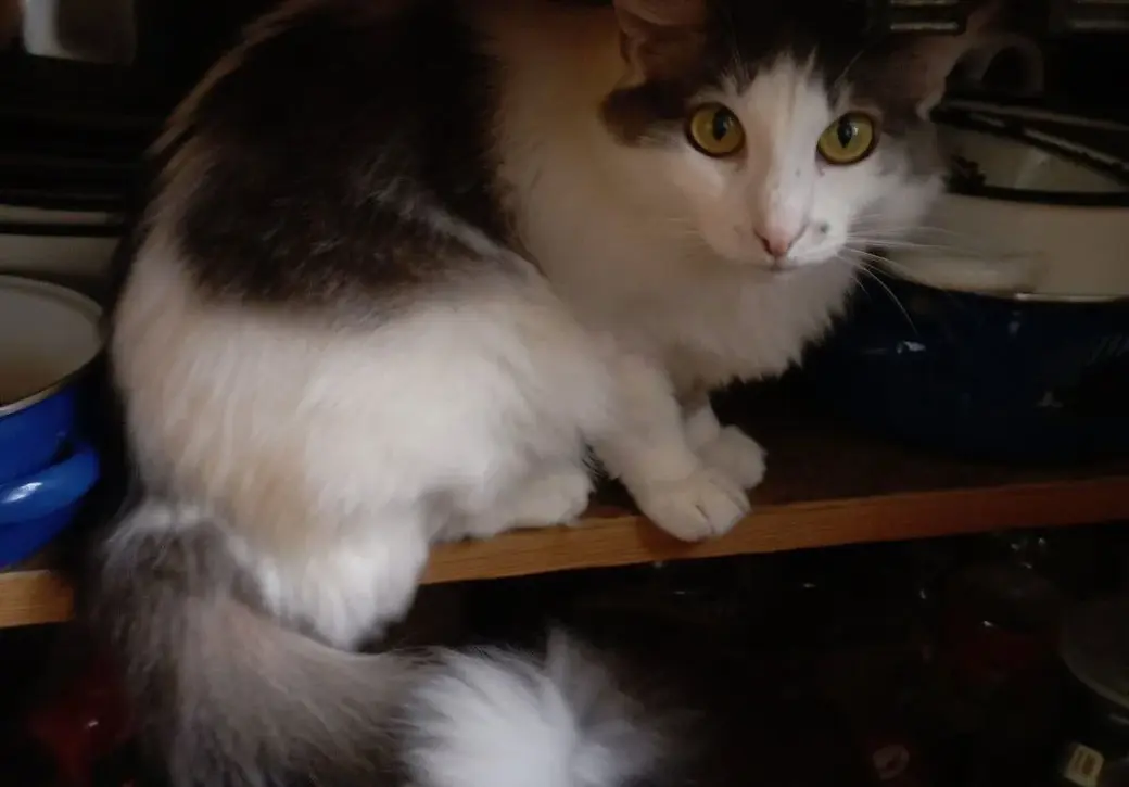 Кошка Анфиса.