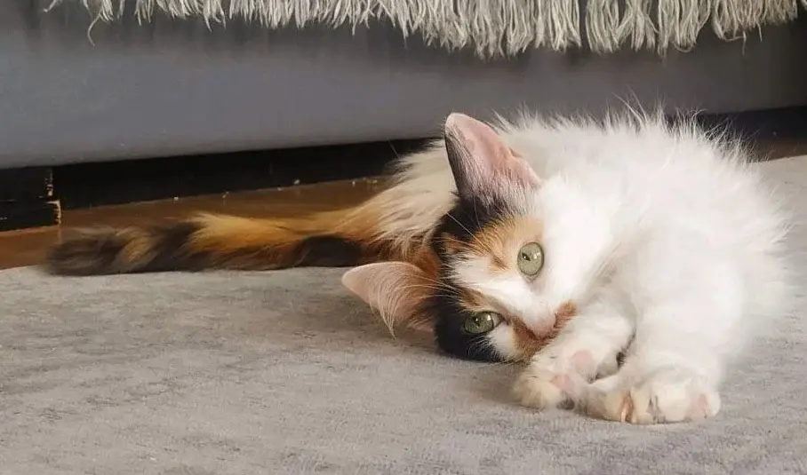 Кошечка Варя.