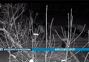 Могилевчанин повредил припаркованную машину соседа, которая ему «мешала» уснуть