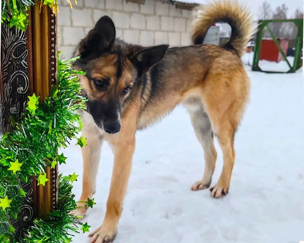 Пес Перчик.