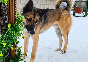 Маленький красавчик, пес Перчик и кошка Анфиса: кто ищет хозяина в Могилеве