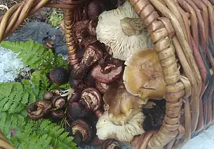 «Тихая охота» в декабре: бобруйчанка собрала полкорзины грибов к Новому году. Фотофакт