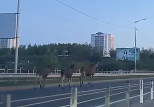 По Могилеву бегают лоси. Опять (Видео)