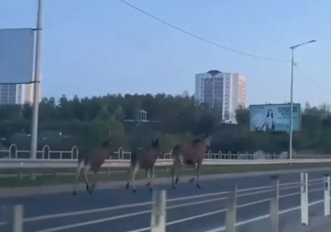 По Могилеву бегают лоси. Опять (Видео)