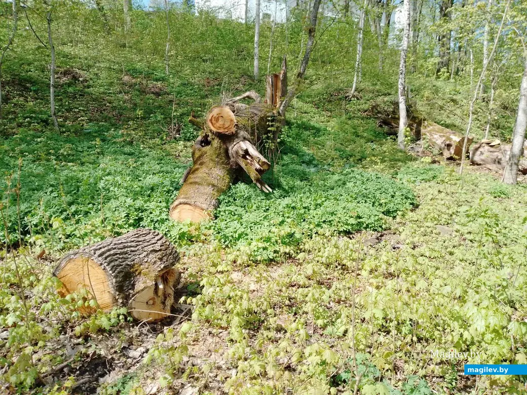 Когда-то это был усадебный парк. Дашковка, Могилевский район, 28.04.2023 г