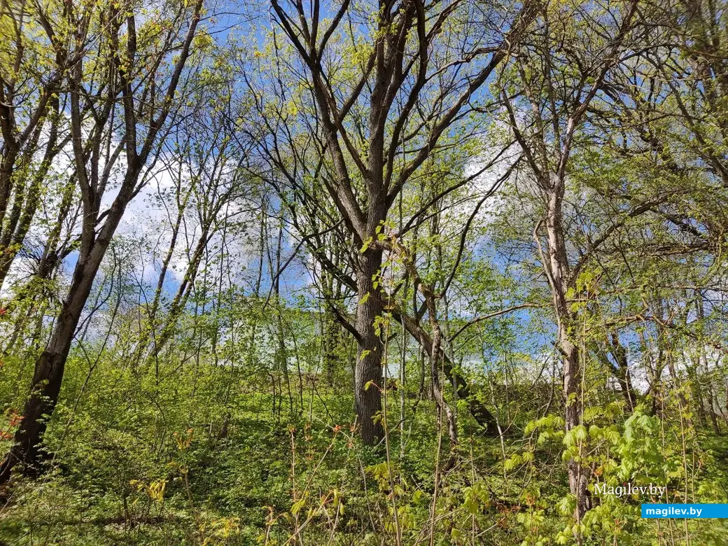 Когда-то это был усадебный парк. Дашковка, Могилевский район, 28.04.2023 г