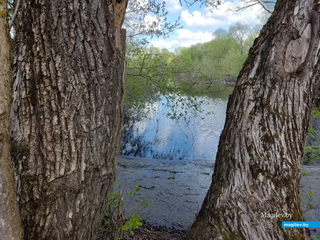 Когда-то это был усадебный парк. Дашковка, Могилевский район, 28.04.2023 г