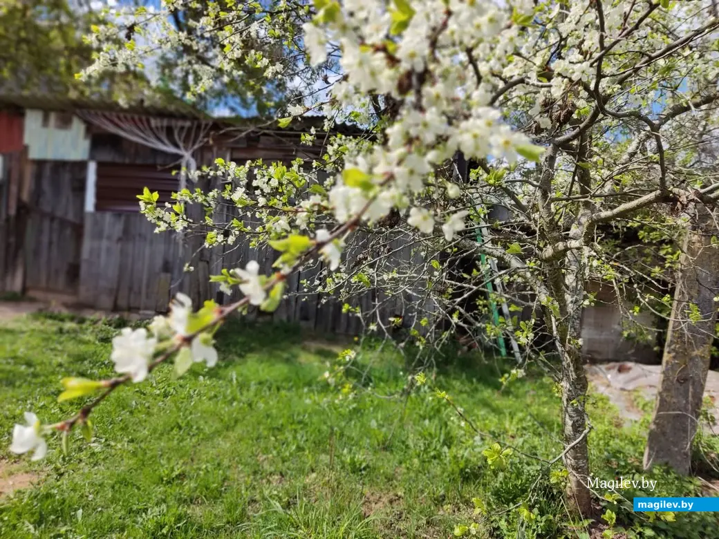 Агрогородок Дашковка, Могилевского района. 28.04.2023 г.