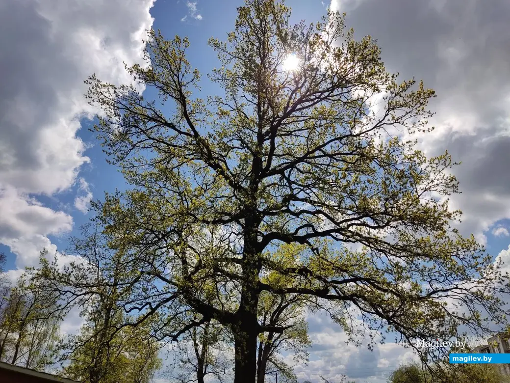Когда-то это был усадебный парк. Дашковка, Могилевский район, 28.04.2023 г