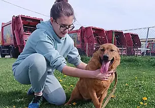 Котик Джош, добрая собака Солнышко и кошечка Алиса: подборка бесплатных объявлений о тех, кому нужен дом