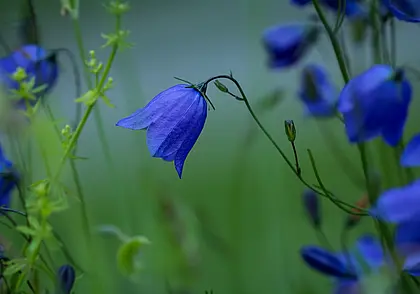 Продвинутые цветоводы никогда не высаживают колокольчики на своем участке, и вот почему