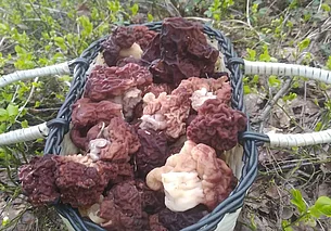 «По вкусу и запаху они мне напоминают боровики»