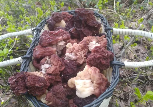 «По вкусу и запаху они мне напоминают боровики»