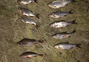 Два брата из Бобруйского района «нарыбачили» больше чем на 2000 рублей