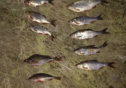 Два брата из Бобруйского района «нарыбачили» больше чем на 2000 рублей