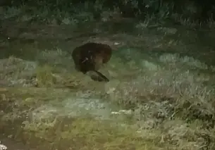 В Бобруйском районе бобр забрался во двор. Понадобилась помощь спасателей