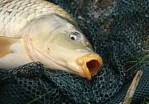 Как приготовить ферментированную кукурузу: любой рыбак оценит этот рецепт