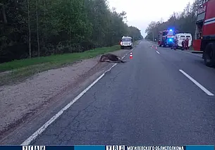 Лось спровоцировал смертельное ДТП в Славгородском районе