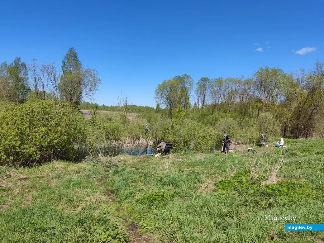 На озере в районе деревни Годылево Быховского района. Май 2023 г.