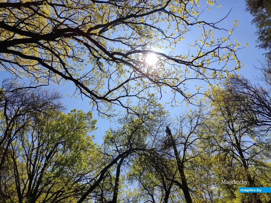 Усадьба графа Толстого. Парк и аллеи. Агрогородок Грудиновка, Быховский район. Май 2023 г.