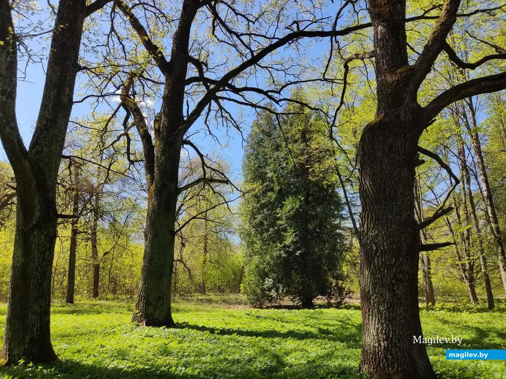 Усадьба графа Толстого. Парк и аллеи. Агрогородок Грудиновка, Быховский район. Май 2023 г.