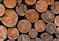 Сотни кубометров леса сгорели в Кричеве