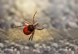 Почти 3,2 тыс. человек за восемь месяцев пострадали от укусов клещей в Могилевской области