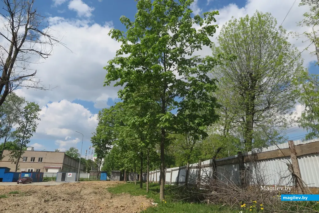 Май 2023 г. Могилев. Новый квартал из электродомов на пересечении Первомайской и Витебского тупика, деревья частично удалось сохранить.